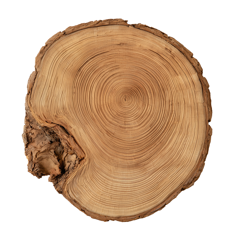 Organisch vloerkleed Tree Trunk met boomstam jaarringen als design vloerkleed in een moderne woonkamer