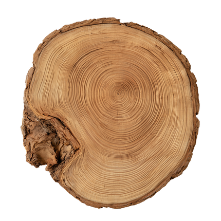 Organisch vloerkleed Tree Trunk met boomstam jaarringen als design vloerkleed in een moderne woonkamer
