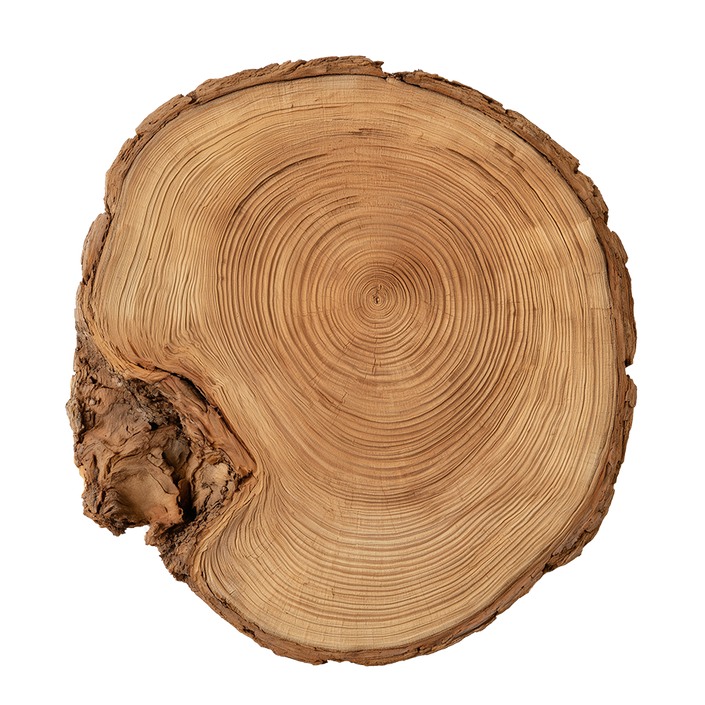 Organisch vloerkleed Tree Trunk met boomstam jaarringen als design vloerkleed in een moderne woonkamer