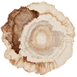 Vloerkleed Amber Wood